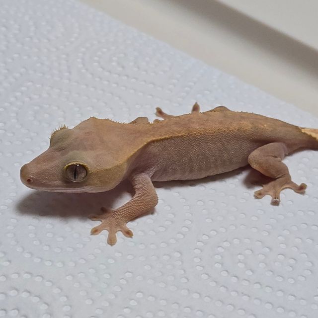하이포