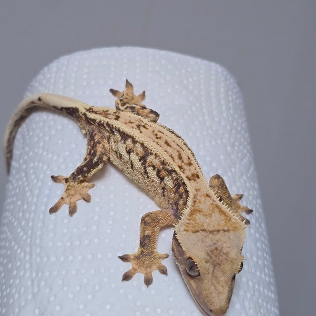 트라이 익스트림할리퀸