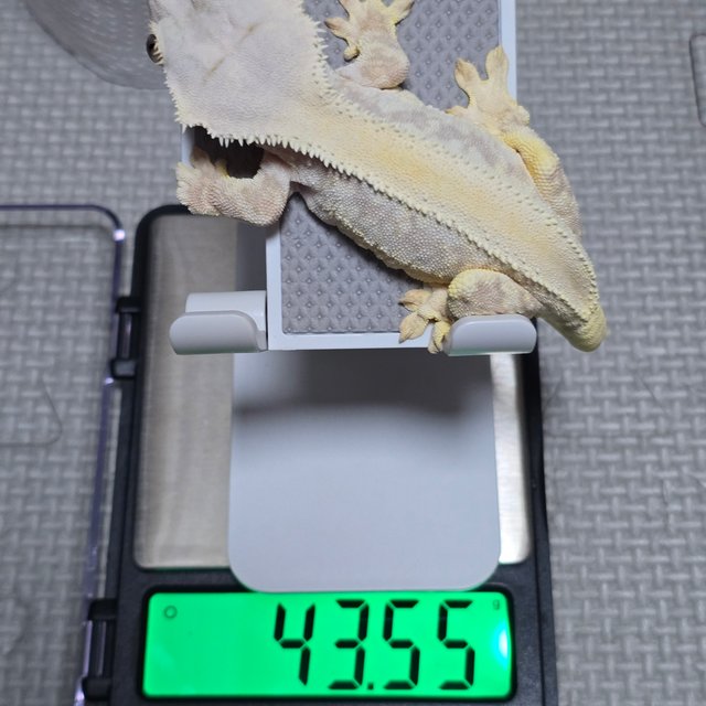 크림 릴리화이트