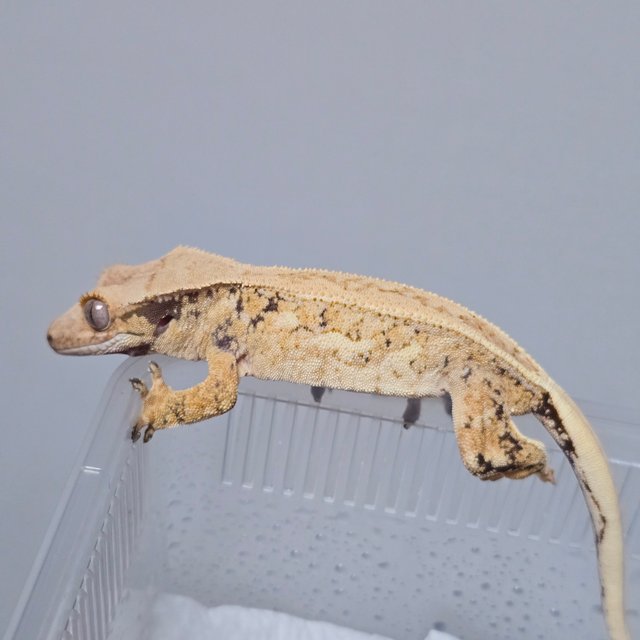 풀핀 쿼드 드리피