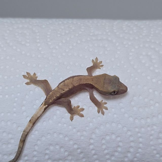 하이포
