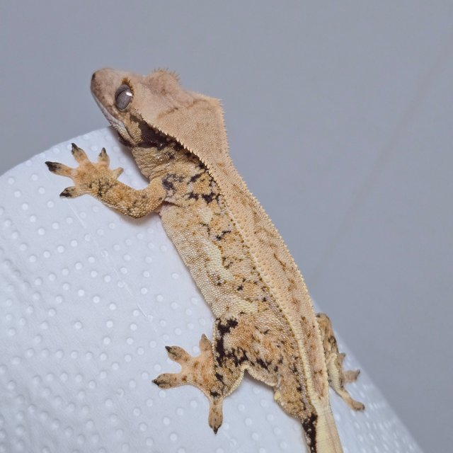 풀핀 쿼드 드리피