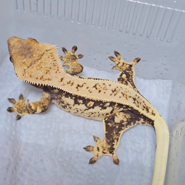 풀핀 트라이 익스트림할리퀸