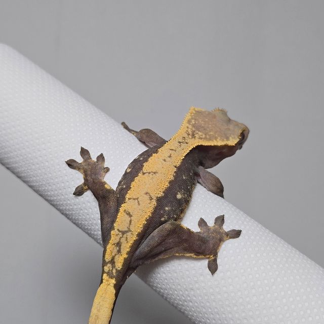 하이포