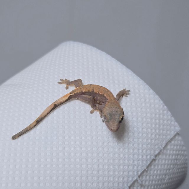 하이포