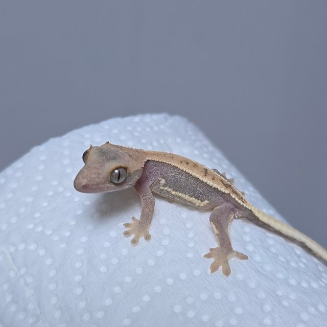 하이포 릴리화이트