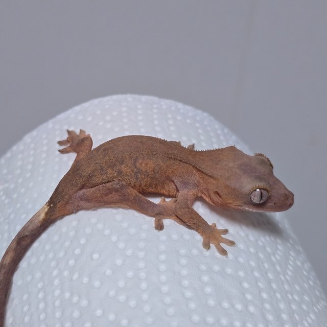 하이포 카푸치노