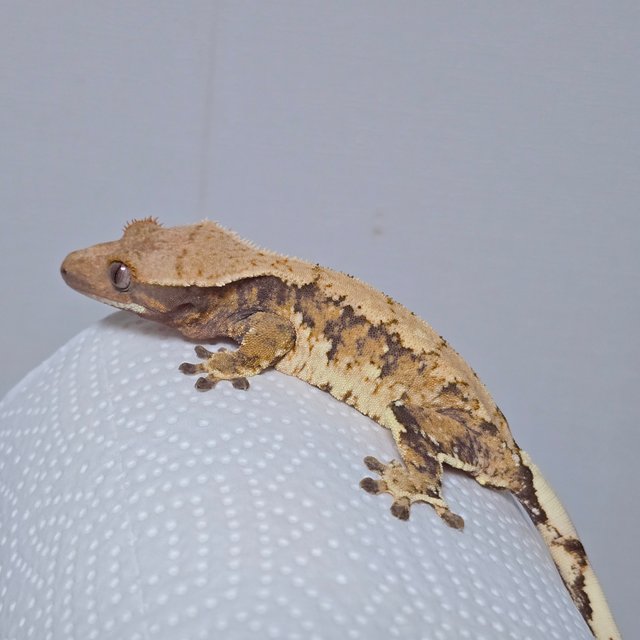 트라이 익스트림할리퀸