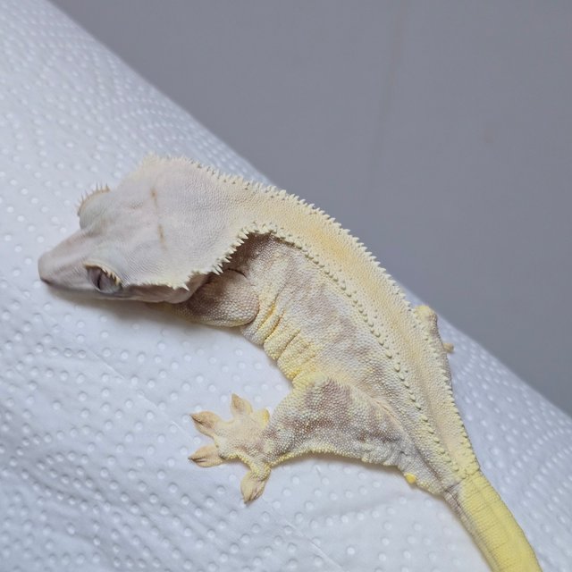 크림 릴리화이트