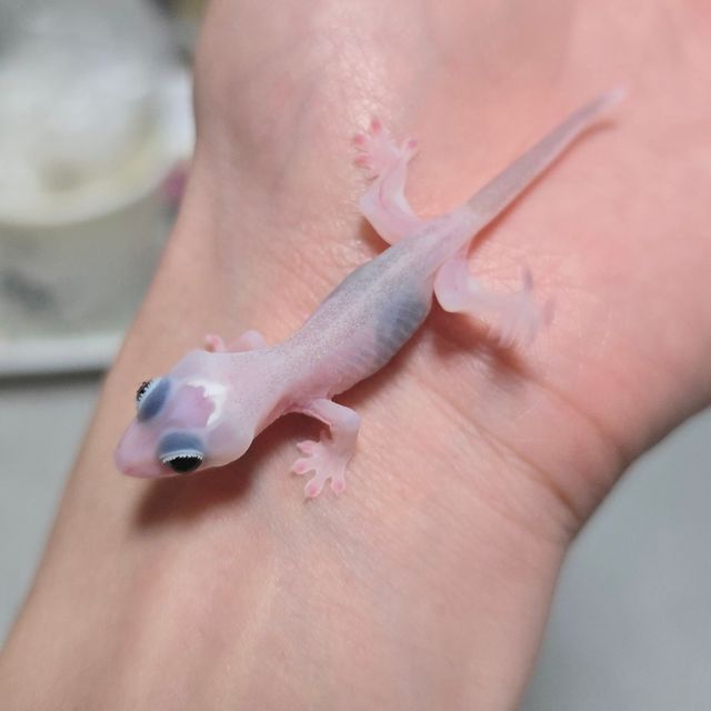 하이포