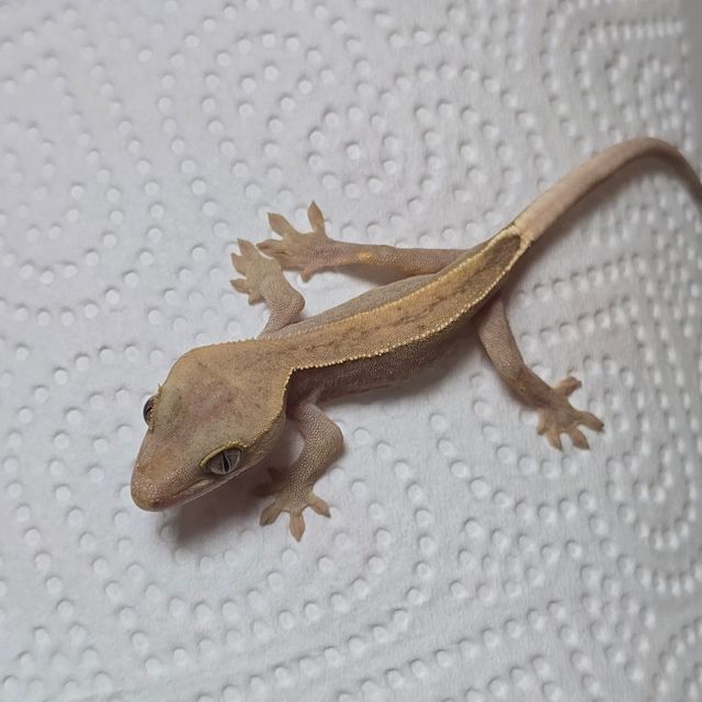 하이포