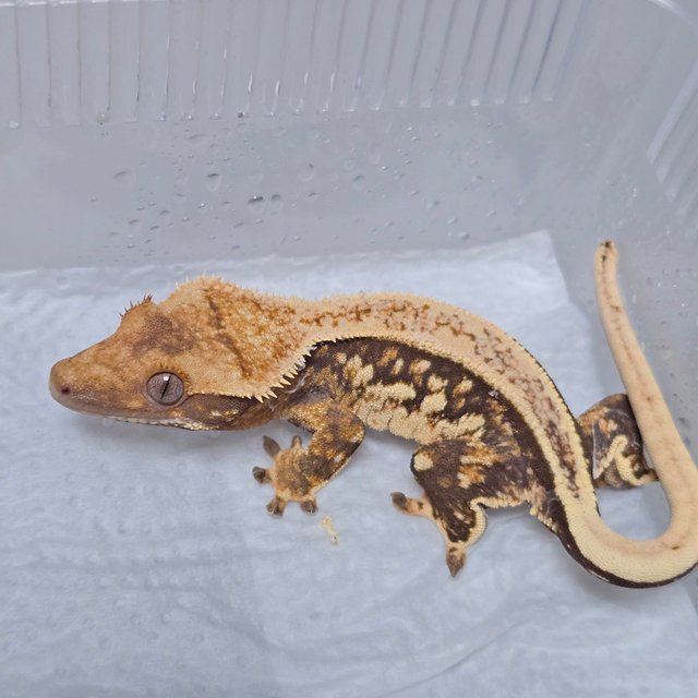 풀핀 트라이 익스트림할리퀸