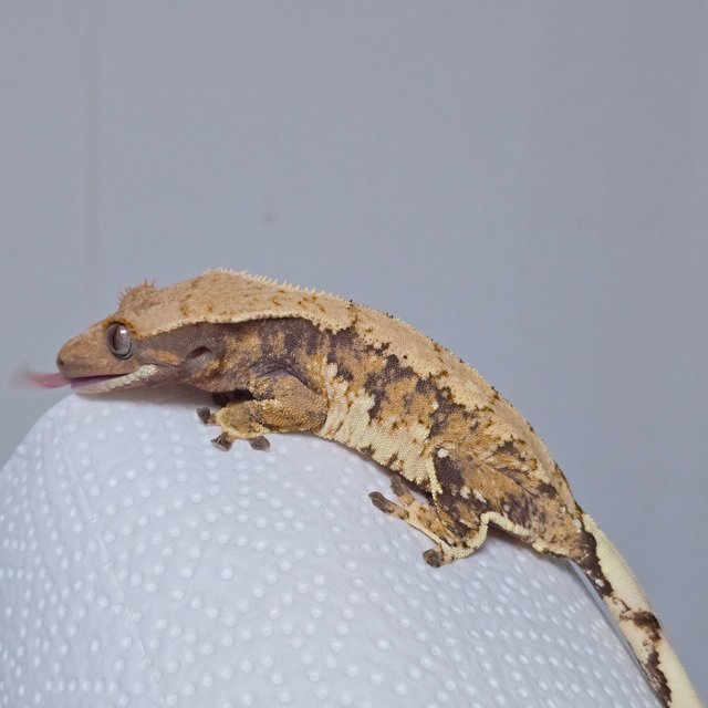 트라이 익스트림할리퀸