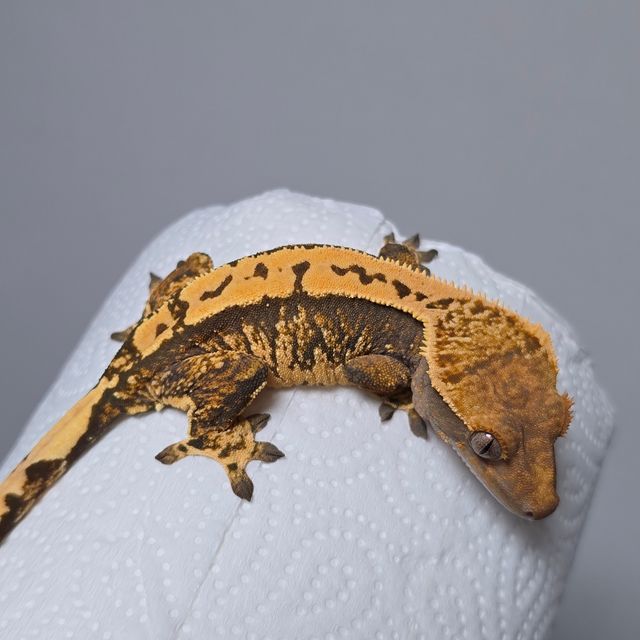 트라이 익스트림할리퀸