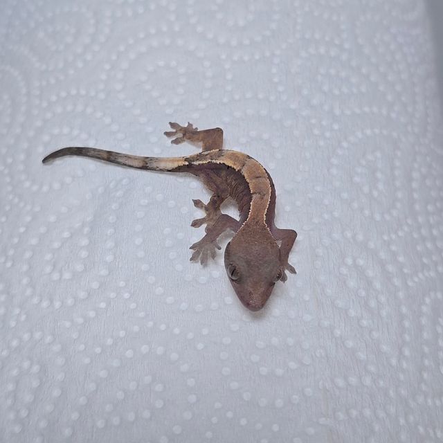 하이포 세이블