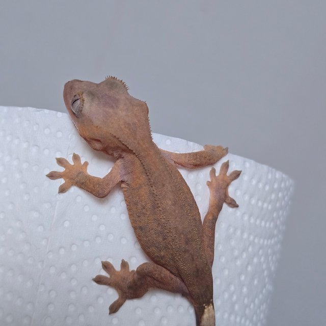 하이포 카푸치노