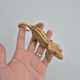 100%헷아잔틱 (모)