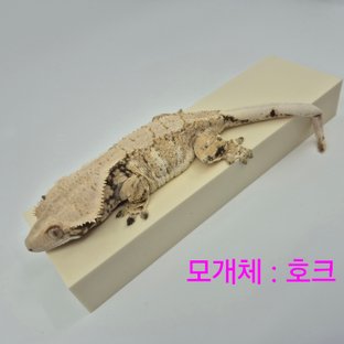 호크