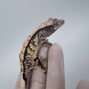 트라이