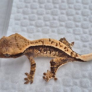 베레타*루나