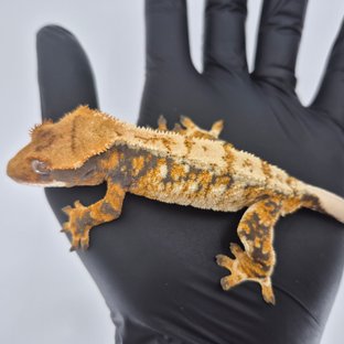 트라이 익스트림할리퀸