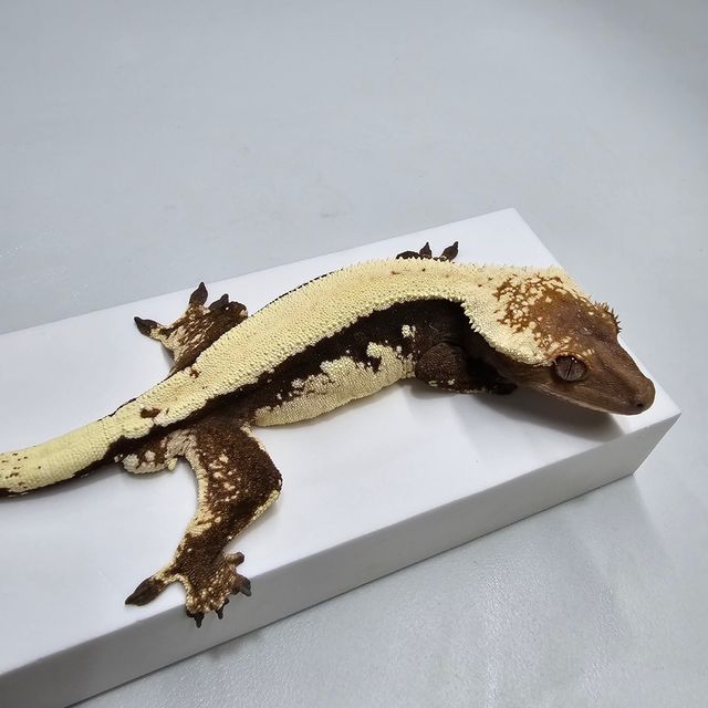 세이블
