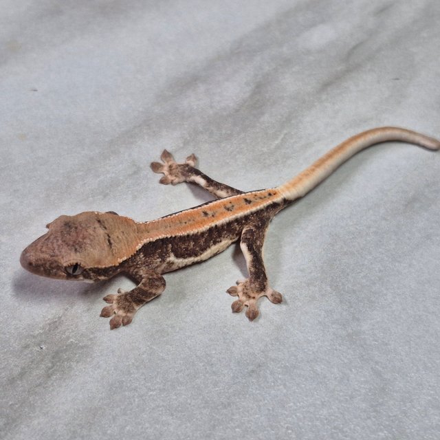 릴리100%헷아잔틱