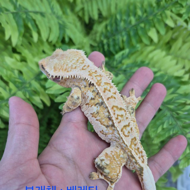 트라이 화이트크라운 할리퀸