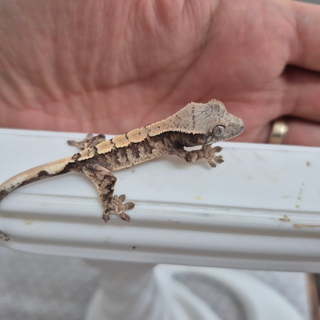 세이블 100%헷아잔틱