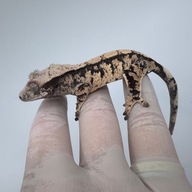 트라이