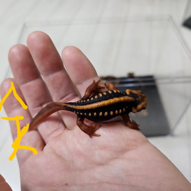 노멀