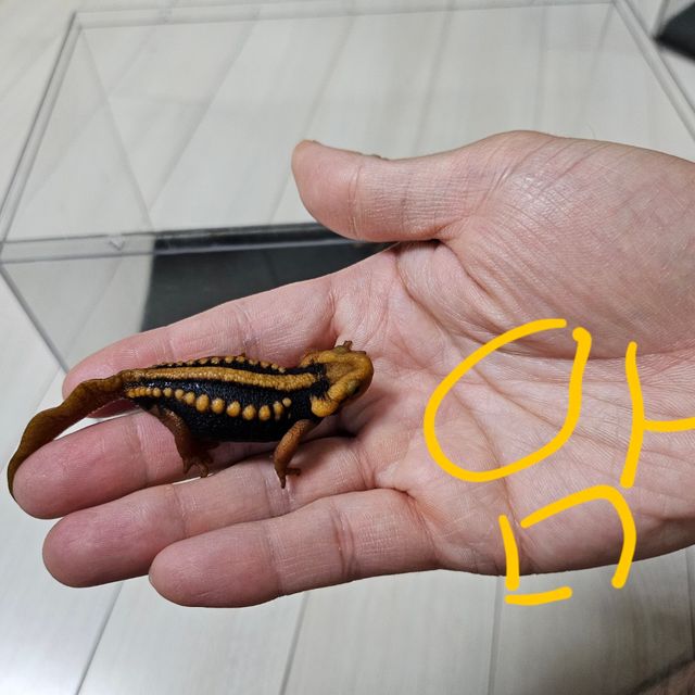 노멀
