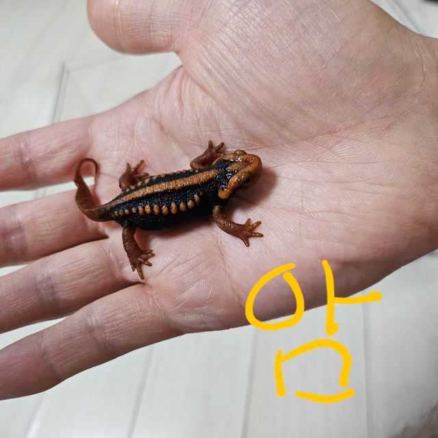노멀