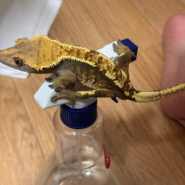 트라이 익스트림할리퀸