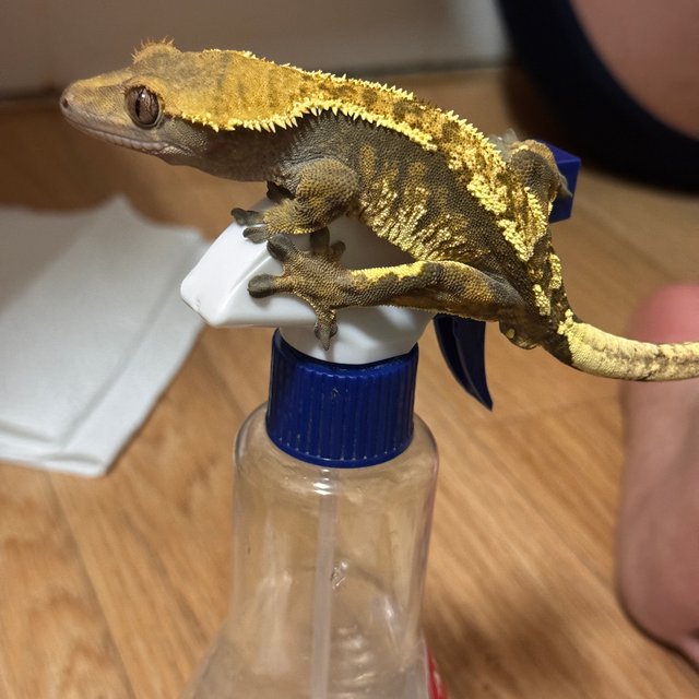 트라이 익스트림할리퀸