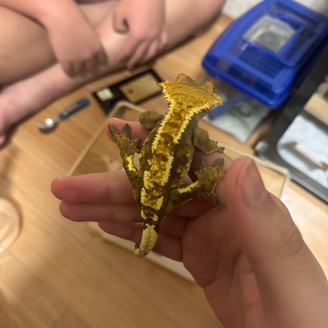 트라이 익스트림할리퀸