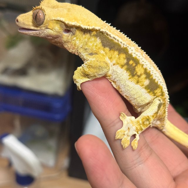 릴리화이트 엠티백