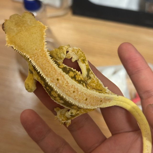 릴리화이트 엠티백