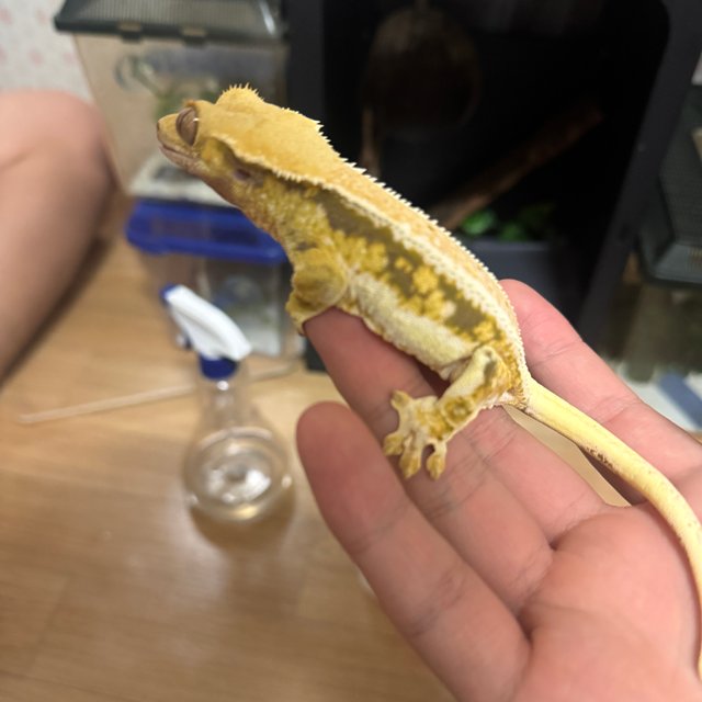 릴리화이트 엠티백