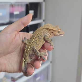 카푸치노