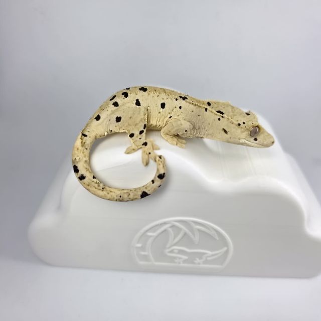 슈퍼달마시안