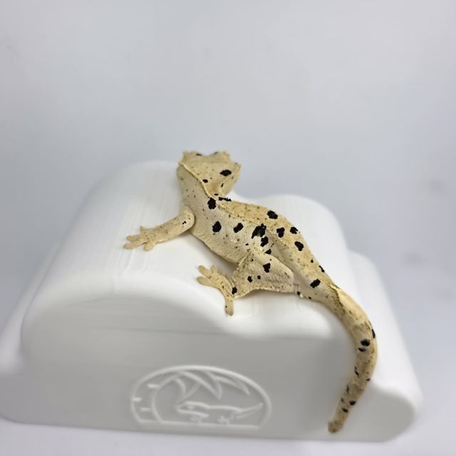슈퍼달마시안