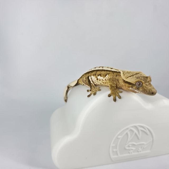 크림시클