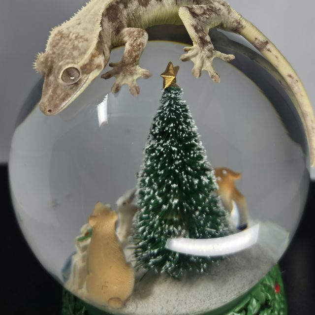 릴리 세이블
