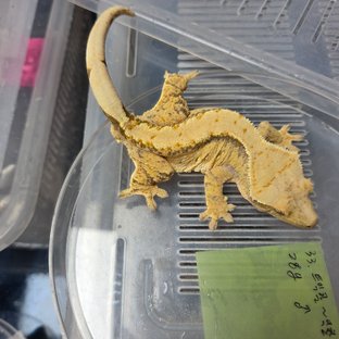 트라이 익스트림할리퀸