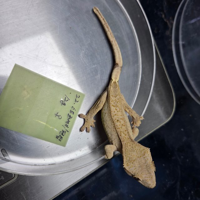 스트로베리 팬텀