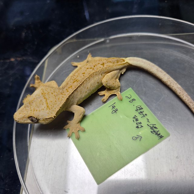 스트로베리 팬텀