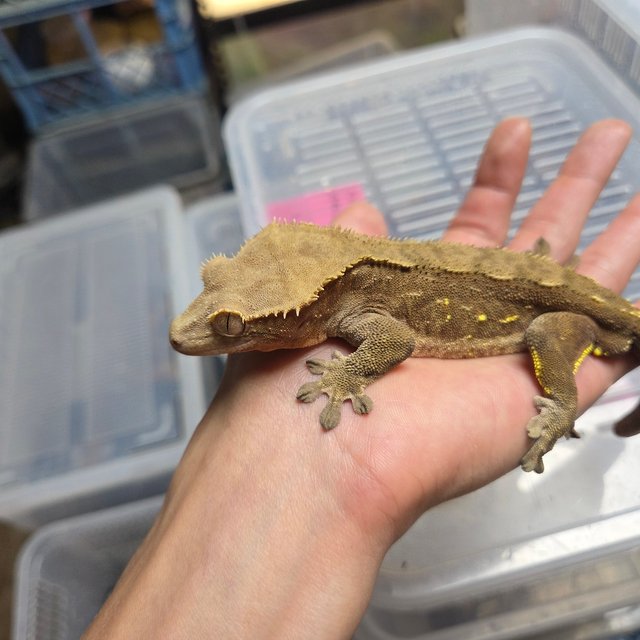 팬텀 카푸치노 다크