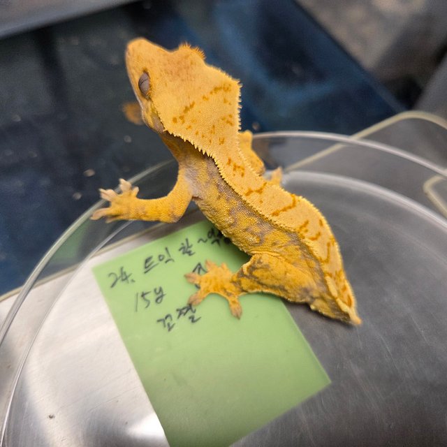 트라이 익스트림할리퀸