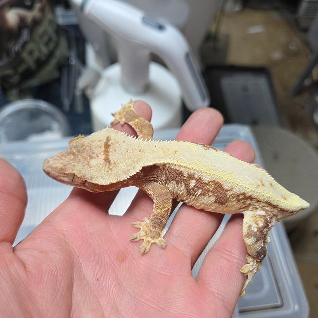 릴리100%헷아잔틱